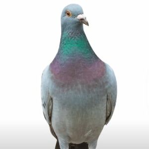 Meet your Posher, Adrian